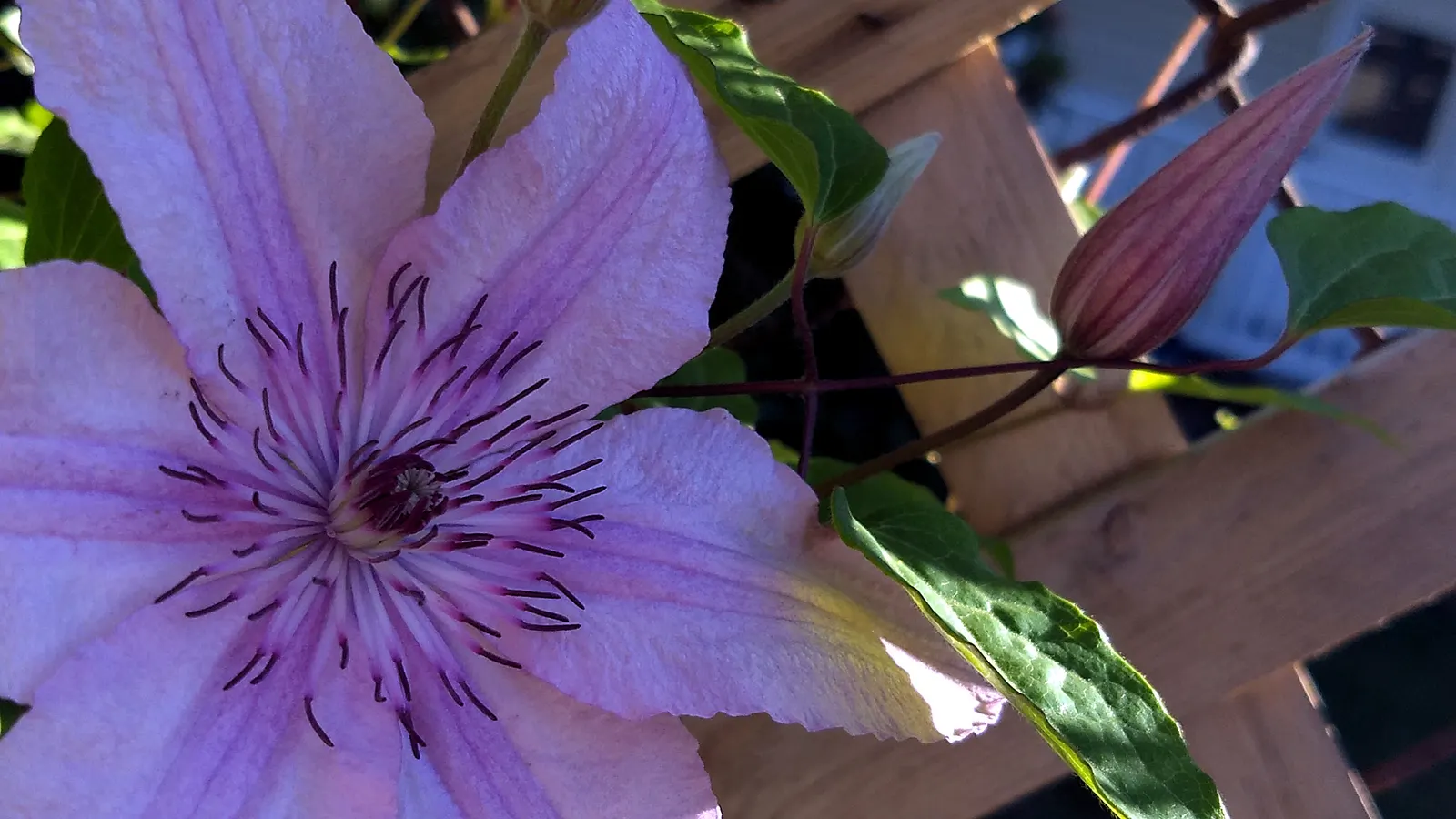 Nelly Moser Bicolor Clematis (Clematis 'Nelly Moser') — allowing for a layered texture and color composition within the garden design