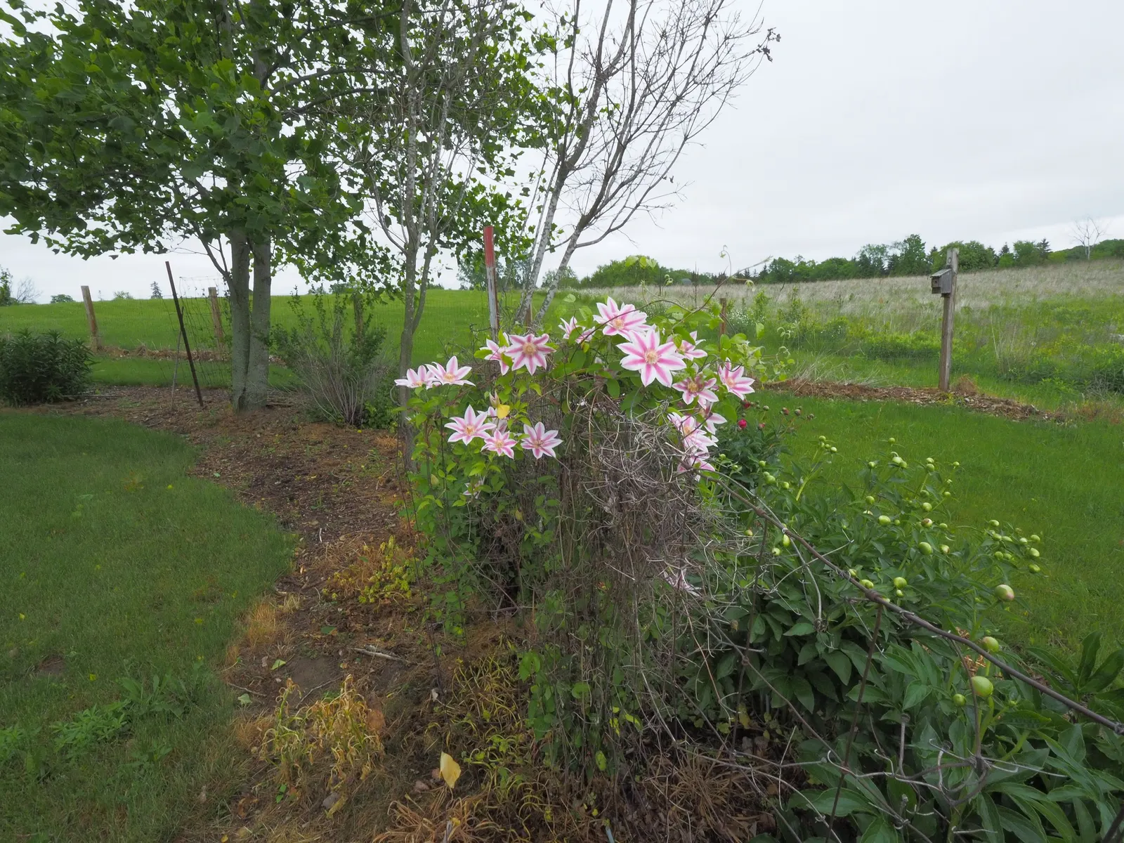Nelly Moser Bicolor Clematis (Clematis 'Nelly Moser') — a cherished addition to any garden