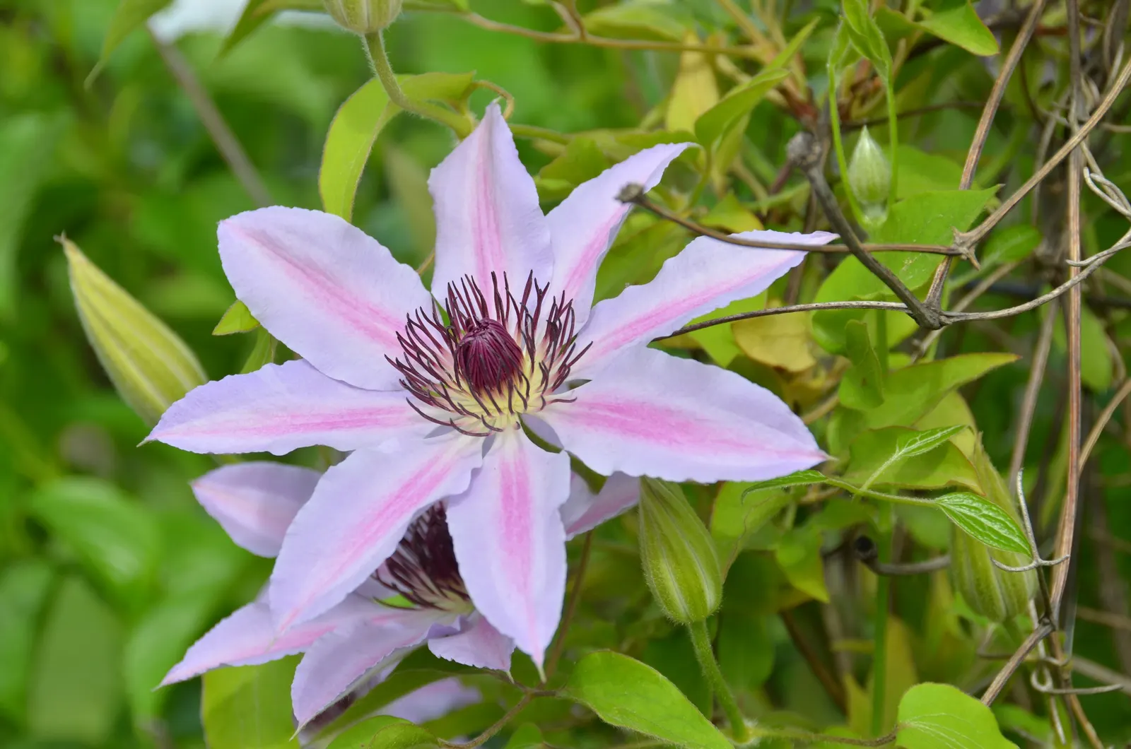 Nelly Moser Bicolor Clematis (Clematis 'Nelly Moser') — renowned for its hardiness and ease of growth
