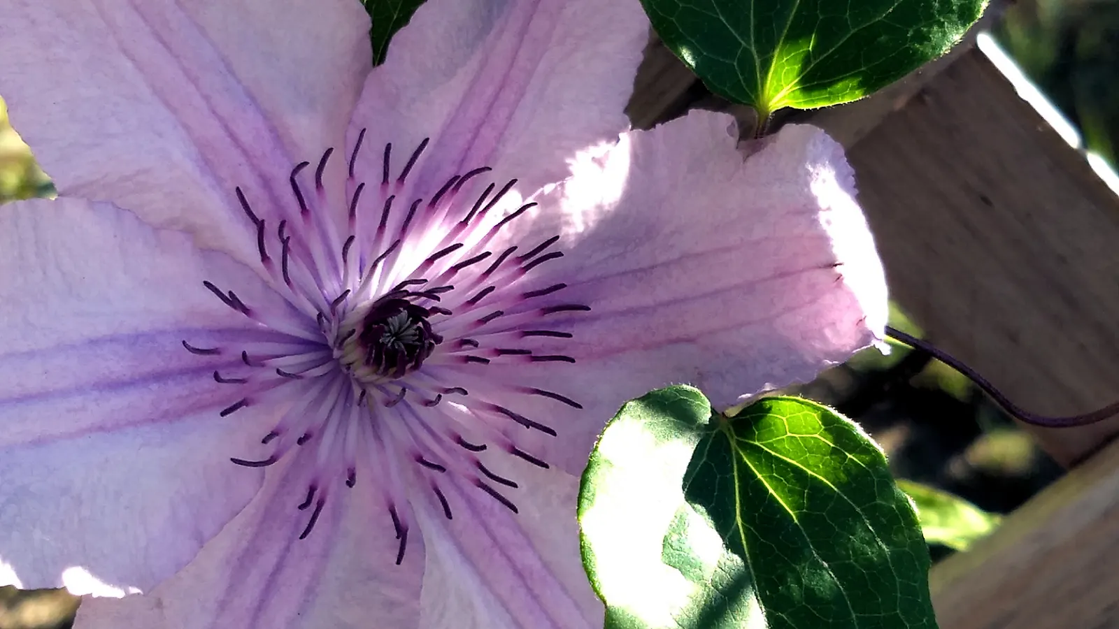 Nelly Moser Bicolor Clematis (Clematis 'Nelly Moser') — Soil should be moist and well-drained