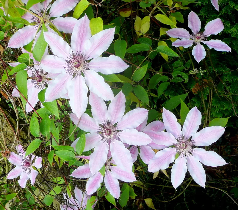 Nelly Moser Bicolor Clematis (Clematis 'Nelly Moser') — demonstrating a robust resilience across a range of climates; its flowers present an impressive display