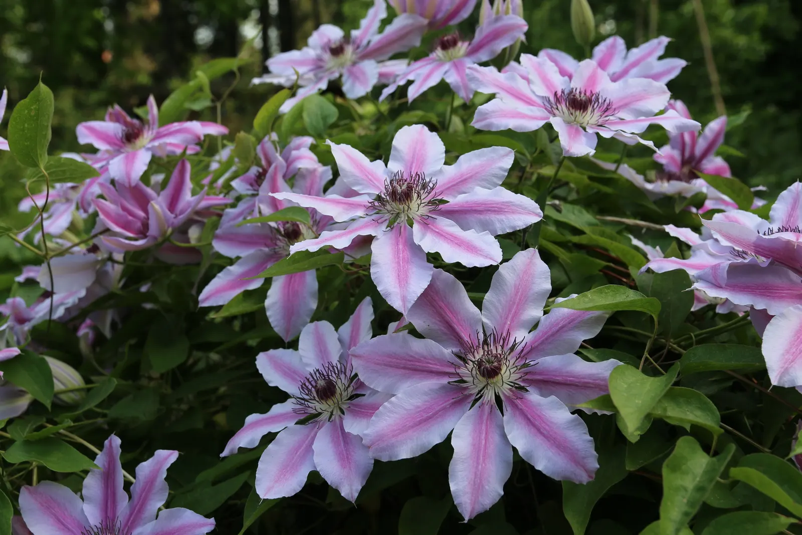 Nelly Moser Bicolor Clematis (Clematis 'Nelly Moser') — boasting pale pink petals; allowing for a layered texture and color composition within the garden design