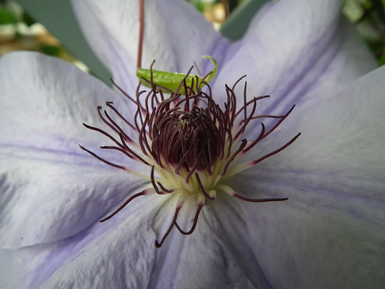 Nelly Moser Bicolor Clematis (Clematis 'Nelly Moser') — boasting pale pink petals