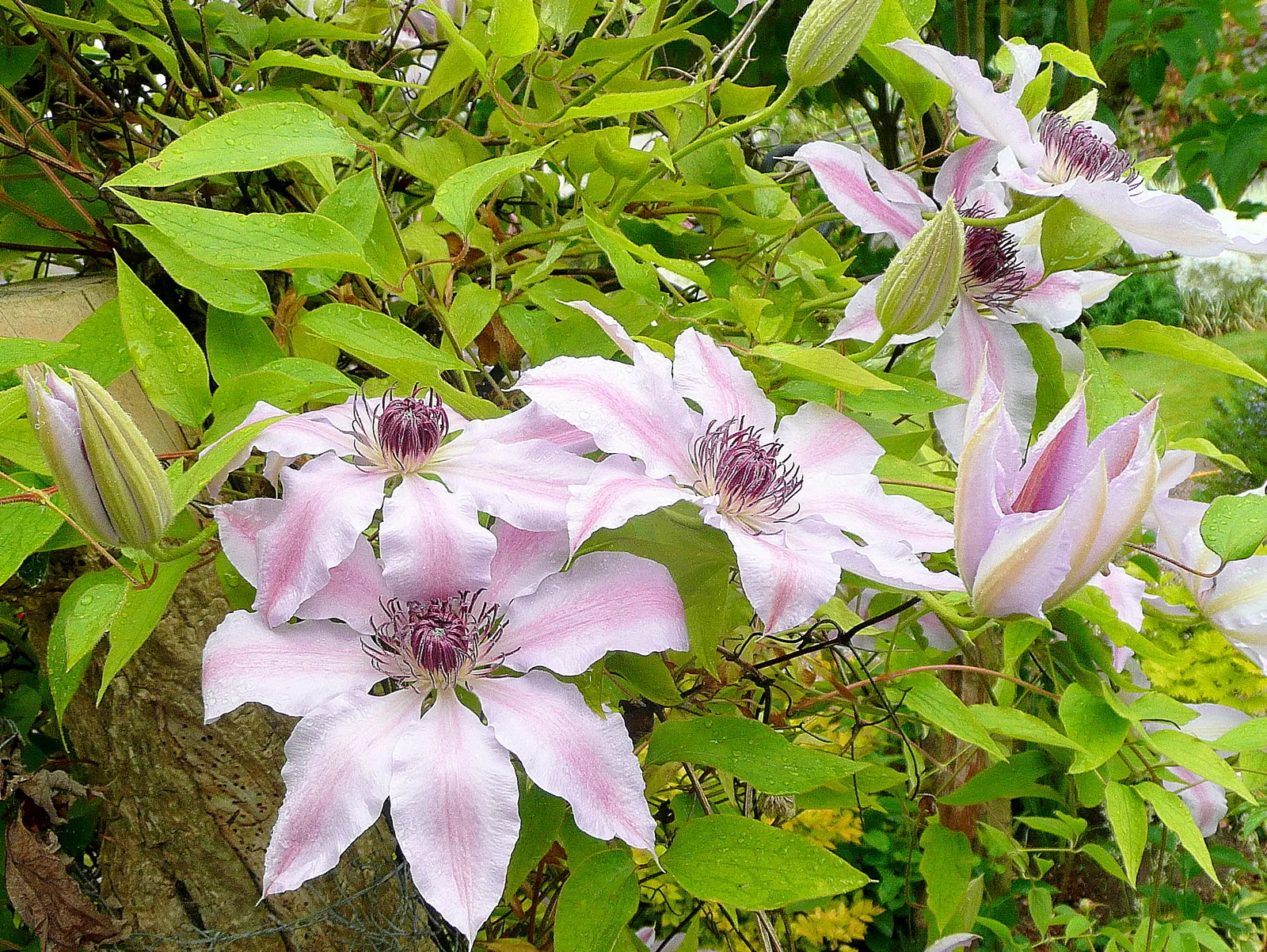 Nelly Moser Bicolor Clematis (Clematis 'Nelly Moser') — a cherished addition to any garden; its flowers present an impressive display