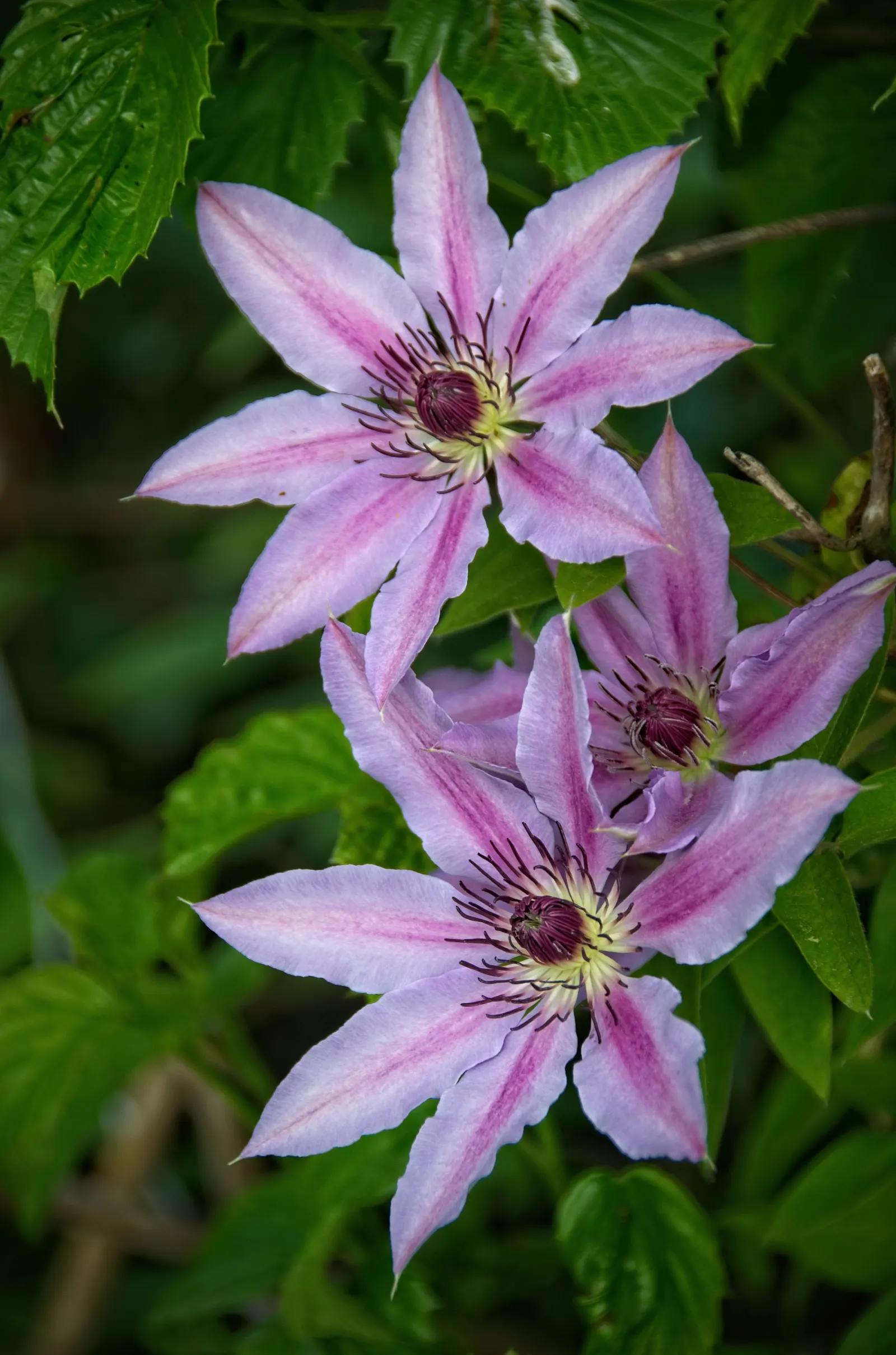 Nelly Moser Bicolor Clematis (Clematis 'Nelly Moser') — demonstrating a robust resilience across a range of climates