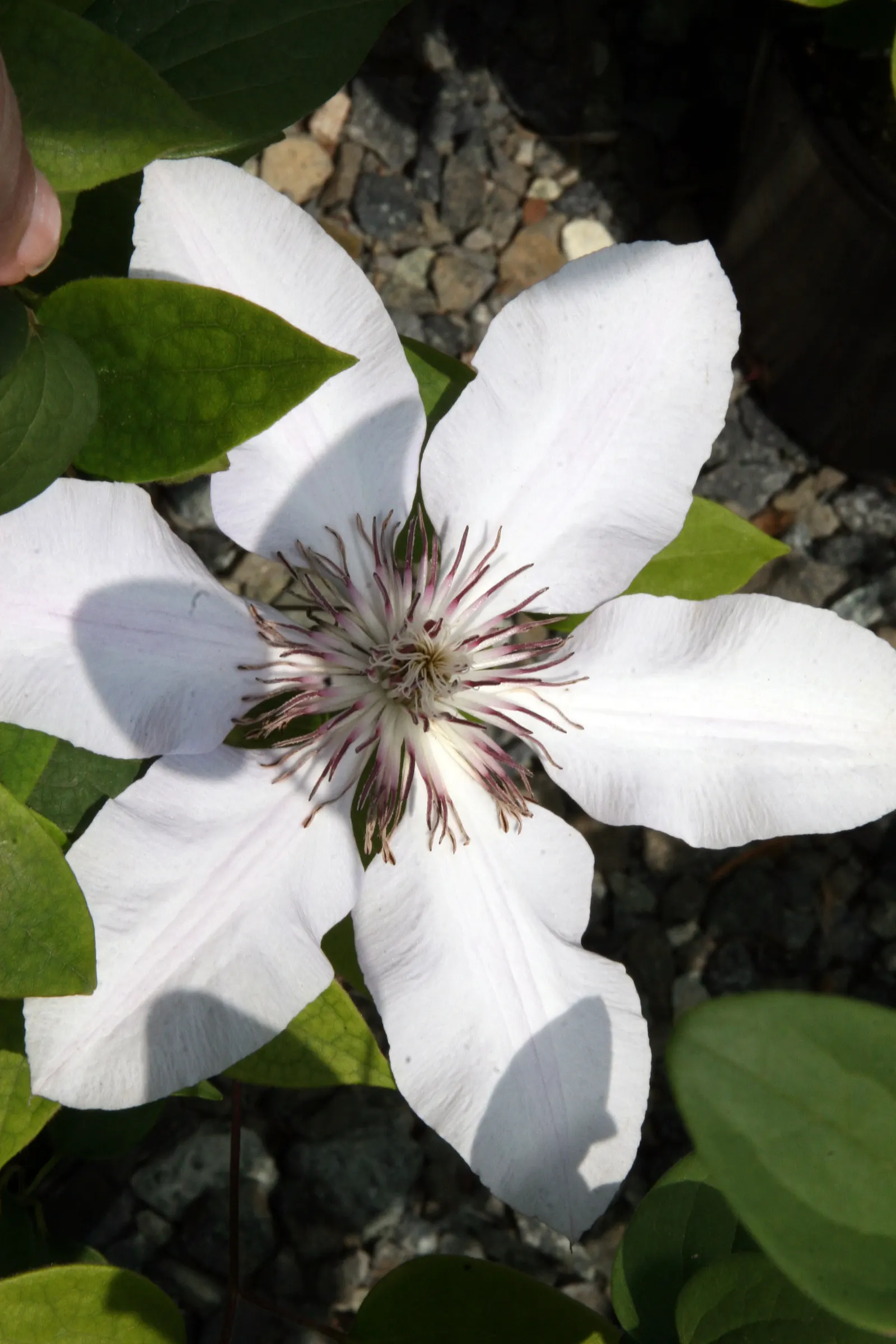 Nelly Moser Bicolor Clematis (Clematis 'Nelly Moser') — creating a star-like pattern; its flowers present an impressive display