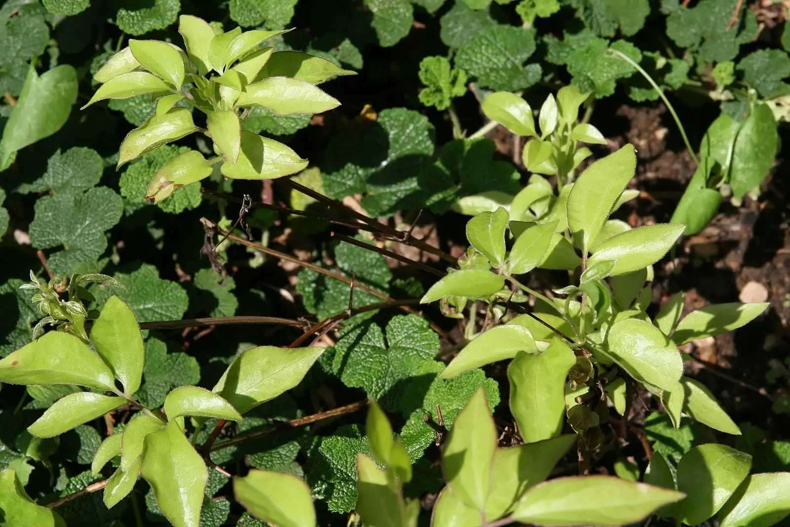 Nelly Moser Bicolor Clematis (Clematis 'Nelly Moser') — typically 6-8 inches across