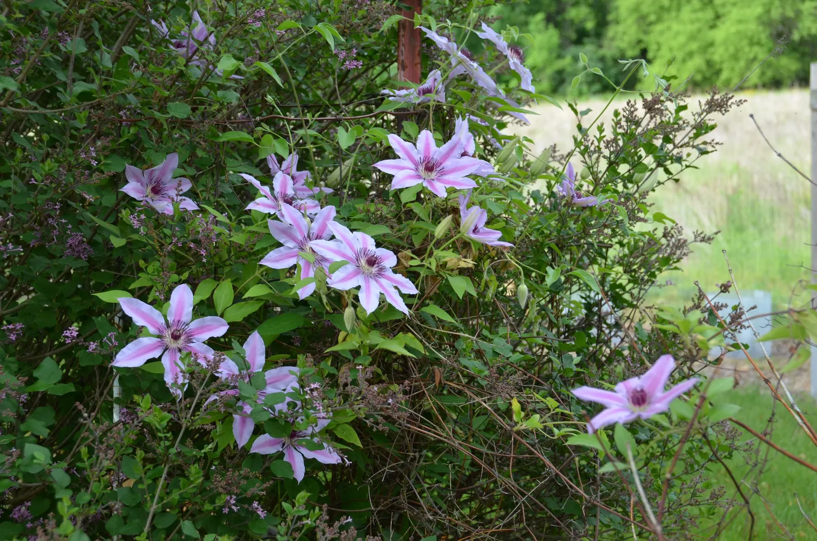 Nelly Moser Bicolor Clematis (Clematis 'Nelly Moser') — flourishes in hardiness zones 4 through 8; blooming profusely in late spring and again in late summer