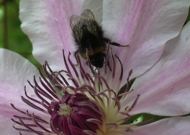 Nelly Moser Bicolor Clematis (Clematis 'Nelly Moser') — Clematis 'Nelly Moser' is a striking deciduous vine reaching up to 10 feet in height; blooming