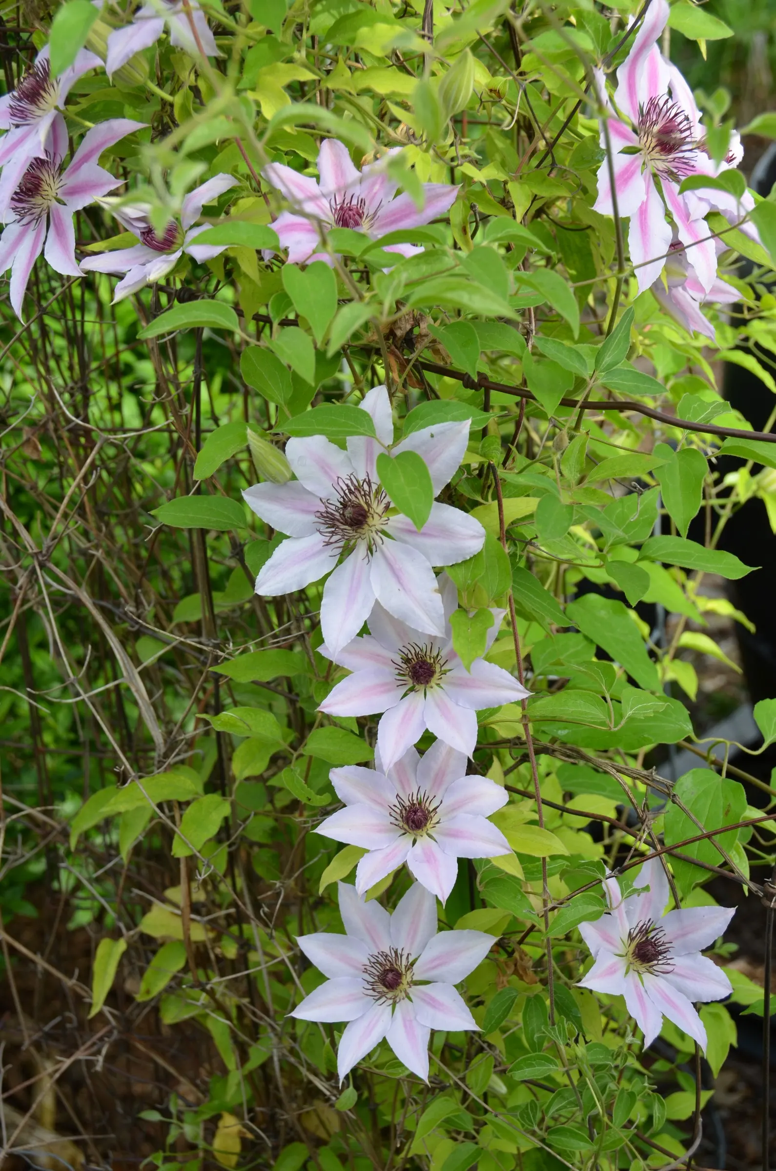 Nelly Moser Bicolor Clematis (Clematis 'Nelly Moser') — spanning up to 8 inches in diameter; easily trained on trellises
