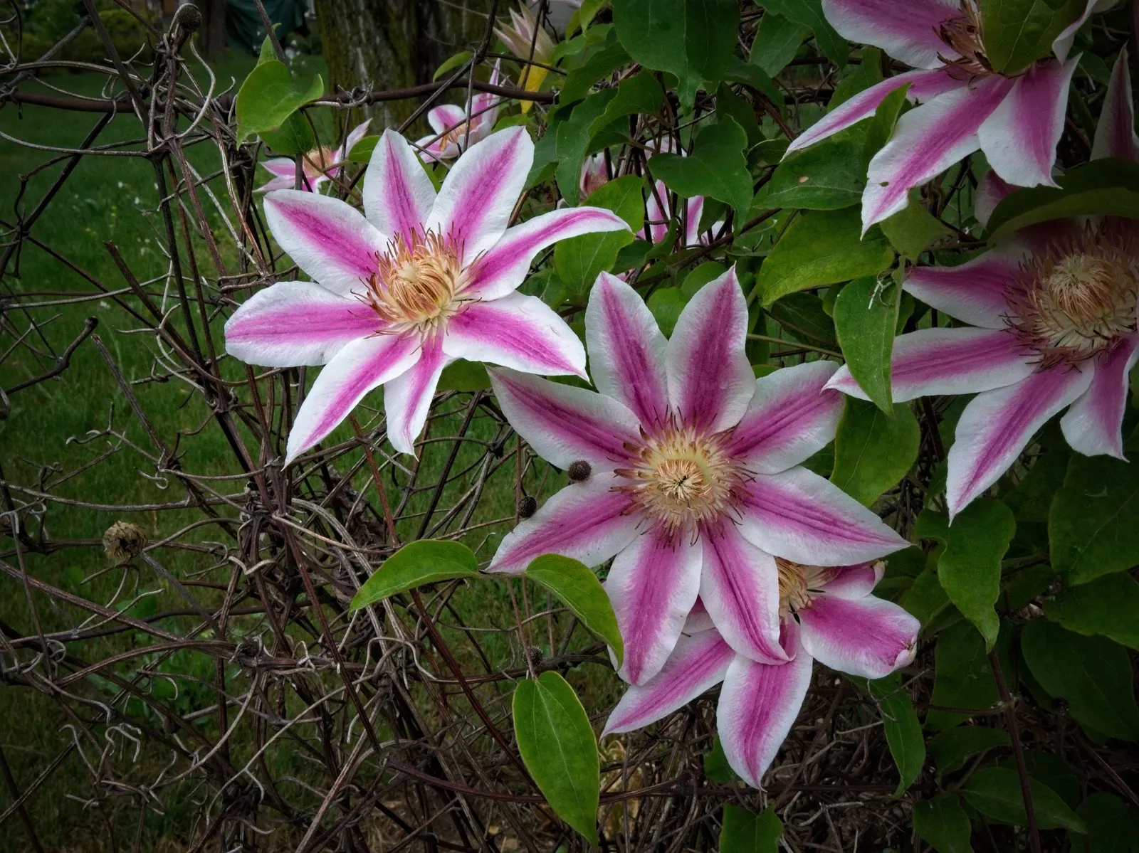 Nelly Moser Bicolor Clematis (Clematis 'Nelly Moser') — feature pale pink petals with a distinctive carmine central bar