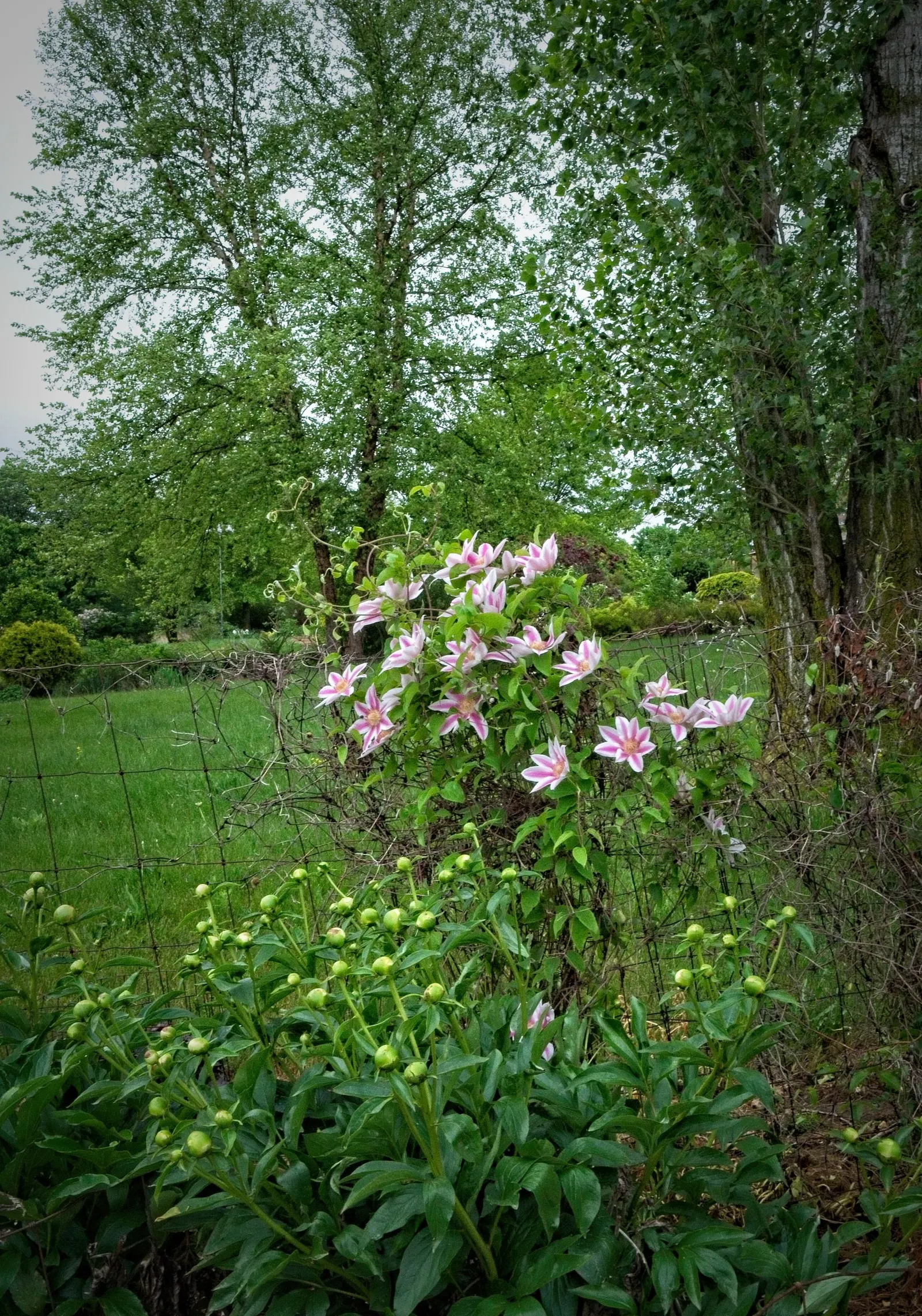 Nelly Moser Bicolor Clematis (Clematis 'Nelly Moser') — easily trained on trellises