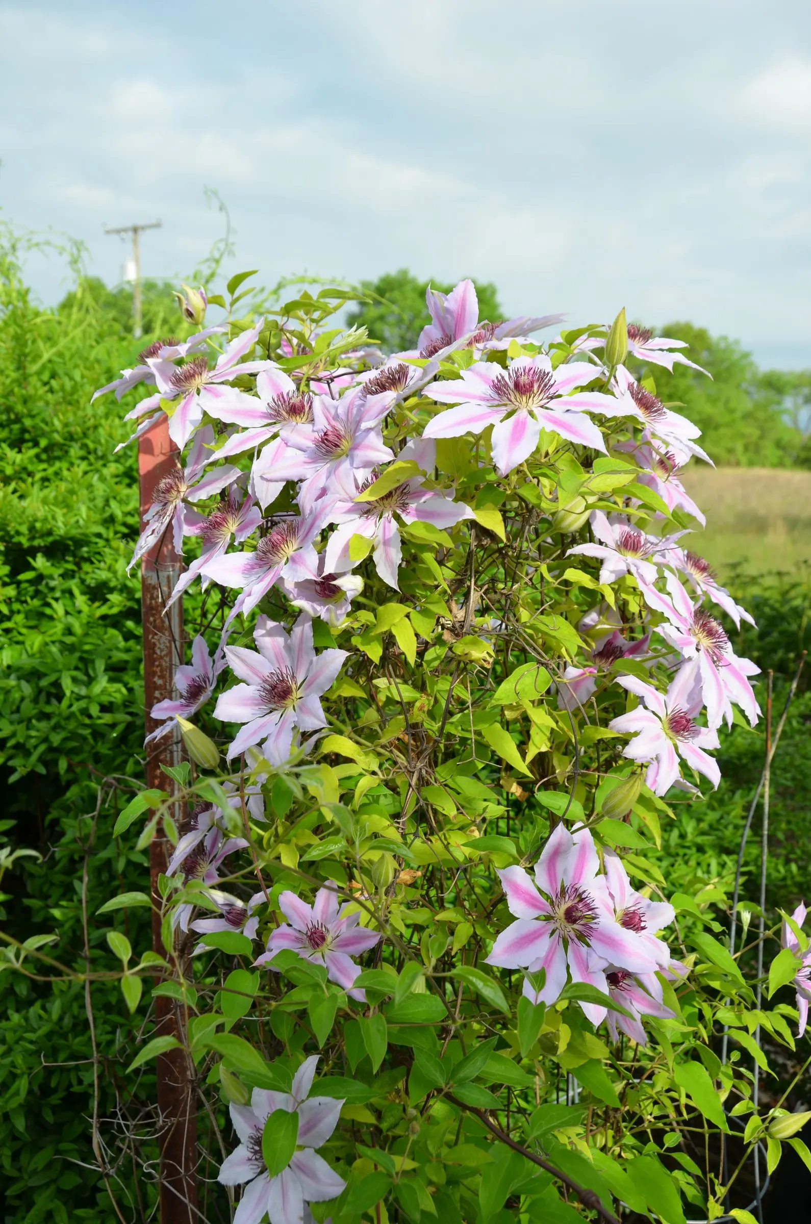 Nelly Moser Bicolor Clematis (Clematis 'Nelly Moser') — unfurl from late spring to early summer