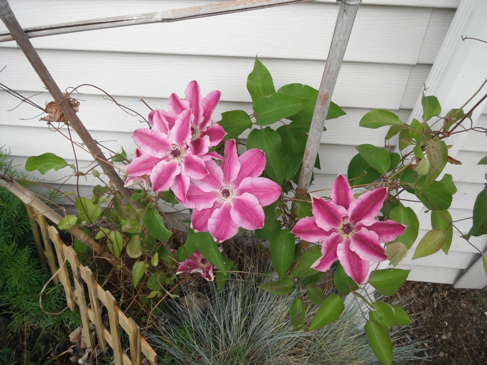 Nelly Moser Bicolor Clematis (Clematis 'Nelly Moser') — vine with multi-colored and pink blooms