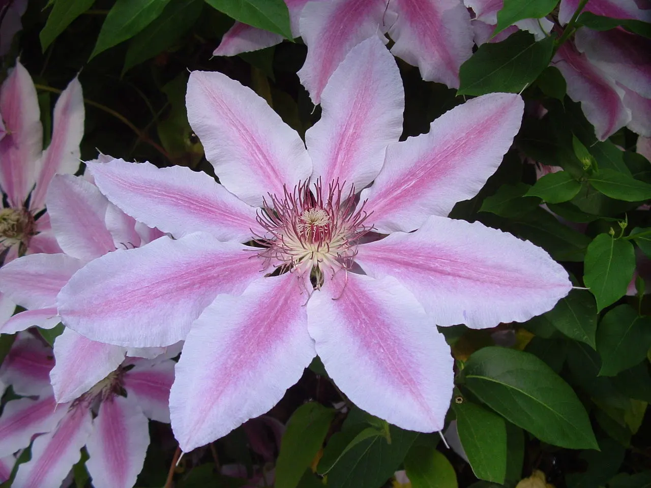Nelly Moser Bicolor Clematis (Clematis 'Nelly Moser') — Blooming profusely in late spring and again in late summer, it thrives in USDA zones 4-8