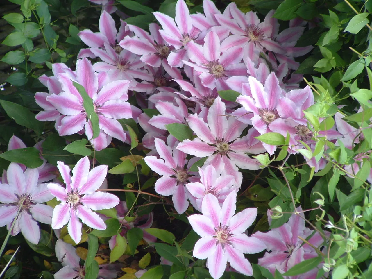 Nelly Moser Bicolor Clematis (Clematis 'Nelly Moser') — easily trained on trellises; its flowers present an impressive display