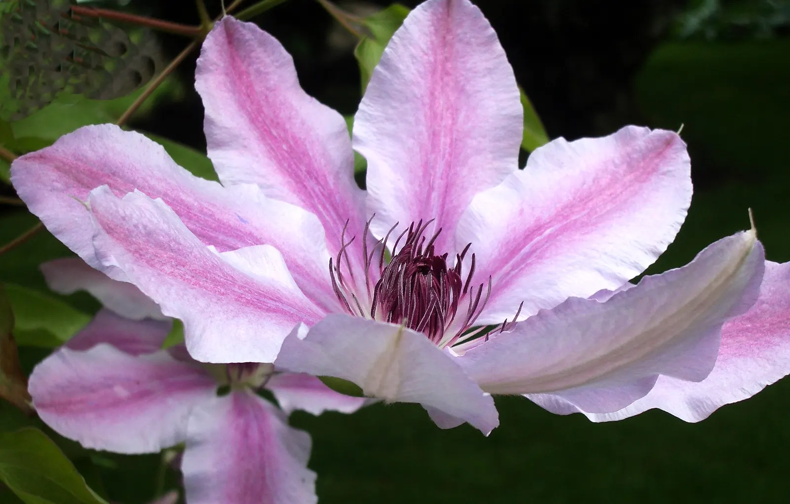 Nelly Moser Bicolor Clematis (Clematis 'Nelly Moser') — commands attention with its striking bicolor blooms