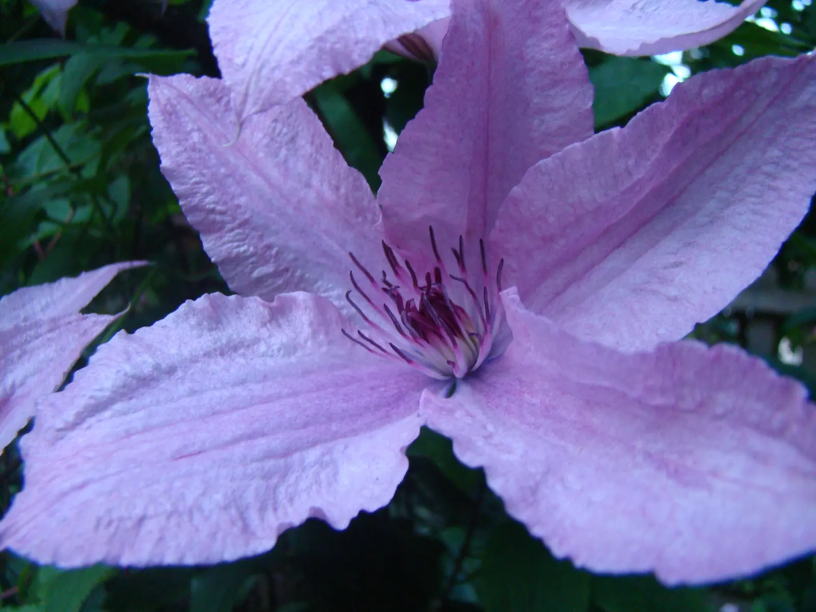 Nelly Moser Bicolor Clematis (Clematis 'Nelly Moser') — each adorned with a distinctive carmine central stripe