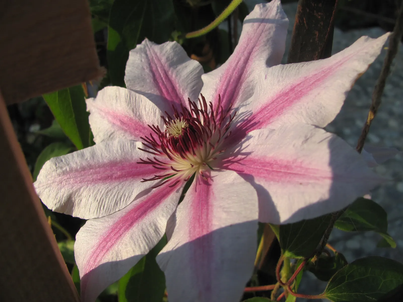Nelly Moser Bicolor Clematis (Clematis 'Nelly Moser') — Its flowers present an impressive display; easily trained on trellises