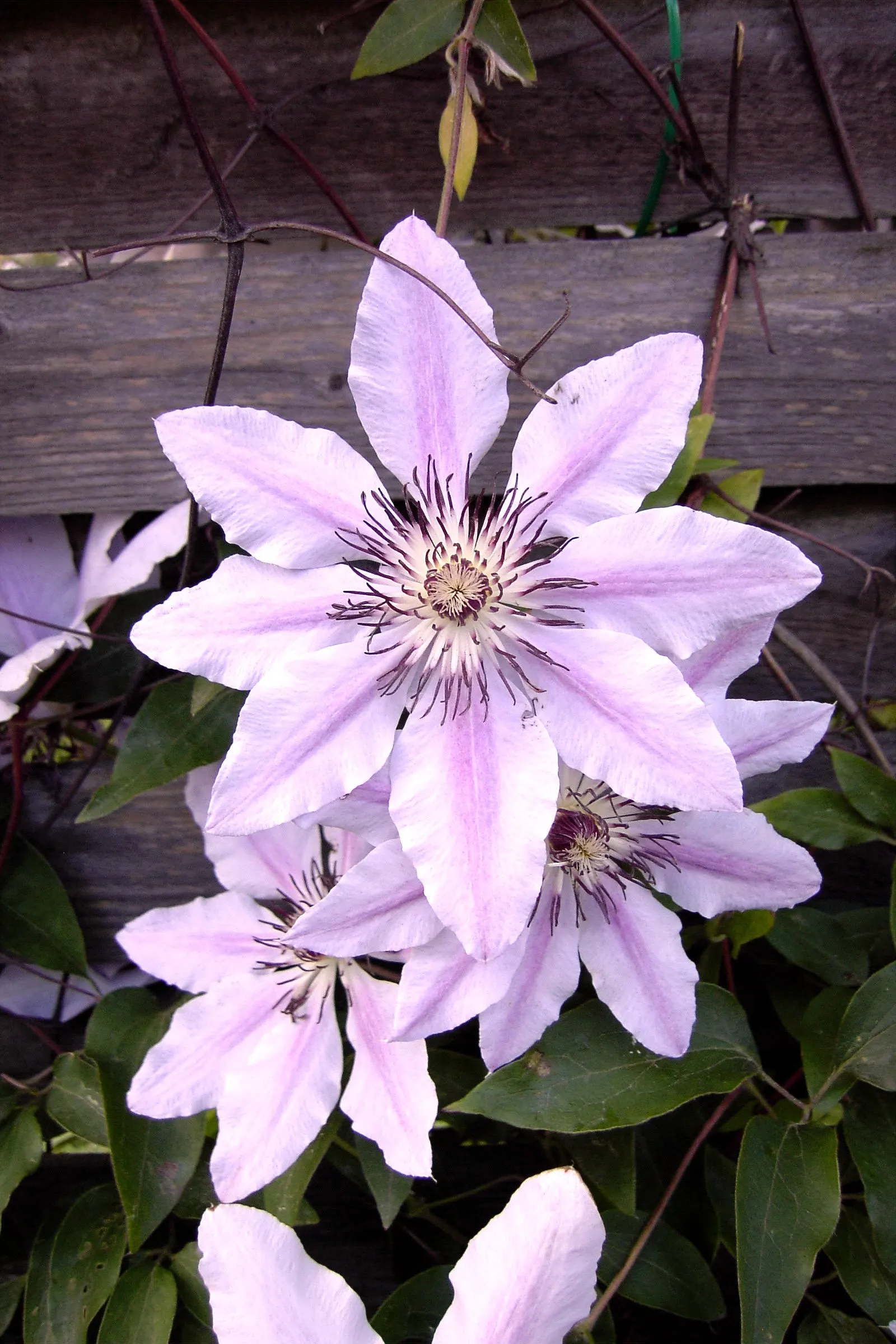 Nelly Moser Bicolor Clematis (Clematis 'Nelly Moser') — unfurl from late spring to early summer; allowing for a layered texture and color composition within