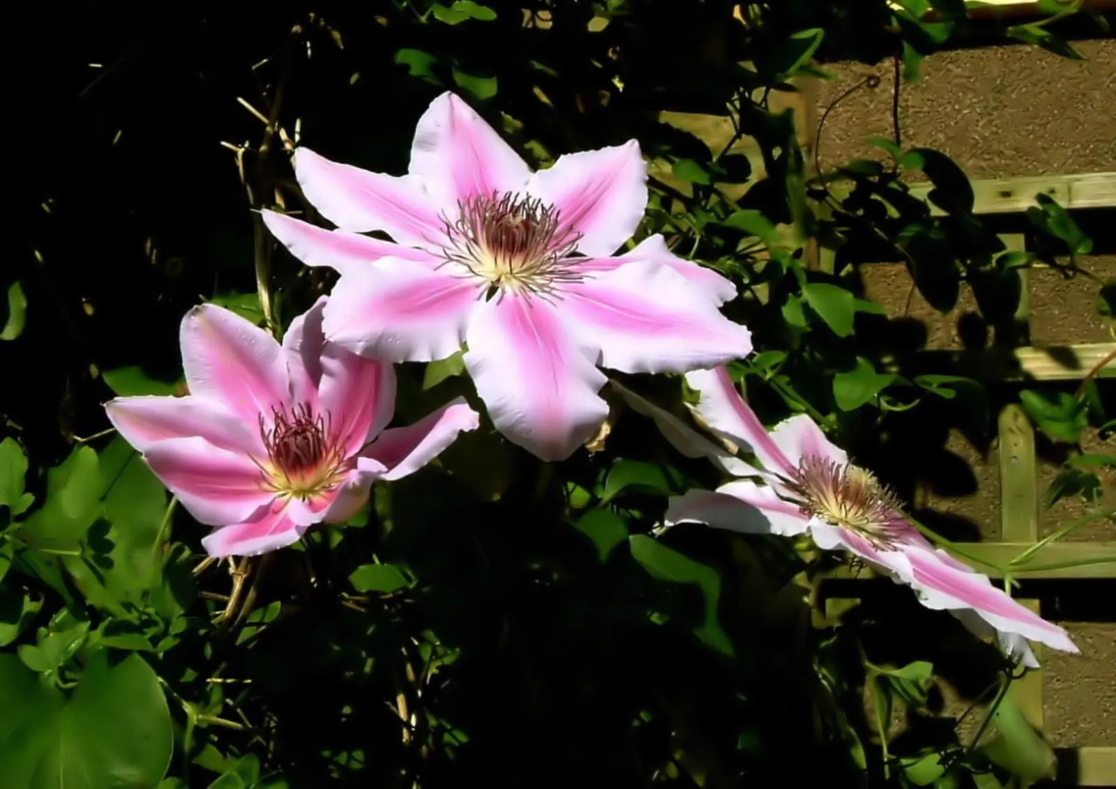 Nelly Moser Bicolor Clematis (Clematis 'Nelly Moser') — renowned for its hardiness and ease of growth; allowing for a layered texture and color composition