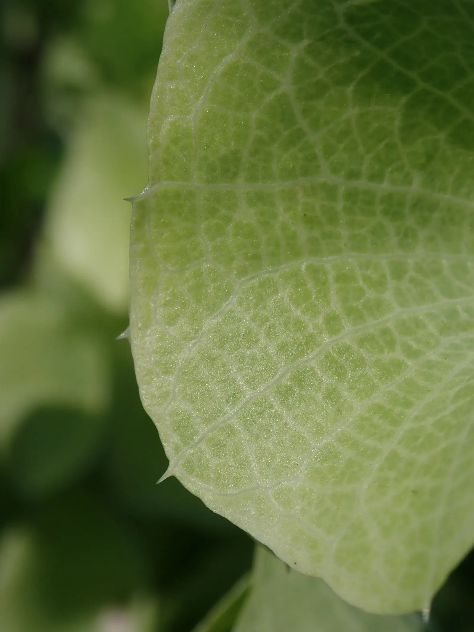 Bells-Of-Ireland, Shell Flower (Moluccella Laevis) — It is relatively drought-tolerant once established and requires moderate watering; these plants offer a