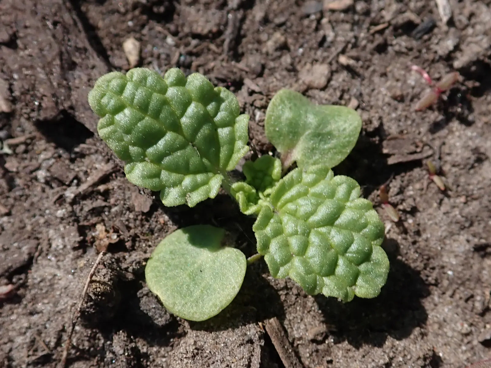 Bells-Of-Ireland, Shell Flower (Moluccella Laevis) — Preferring full sun to partial shade, they thrive in well-drained soil