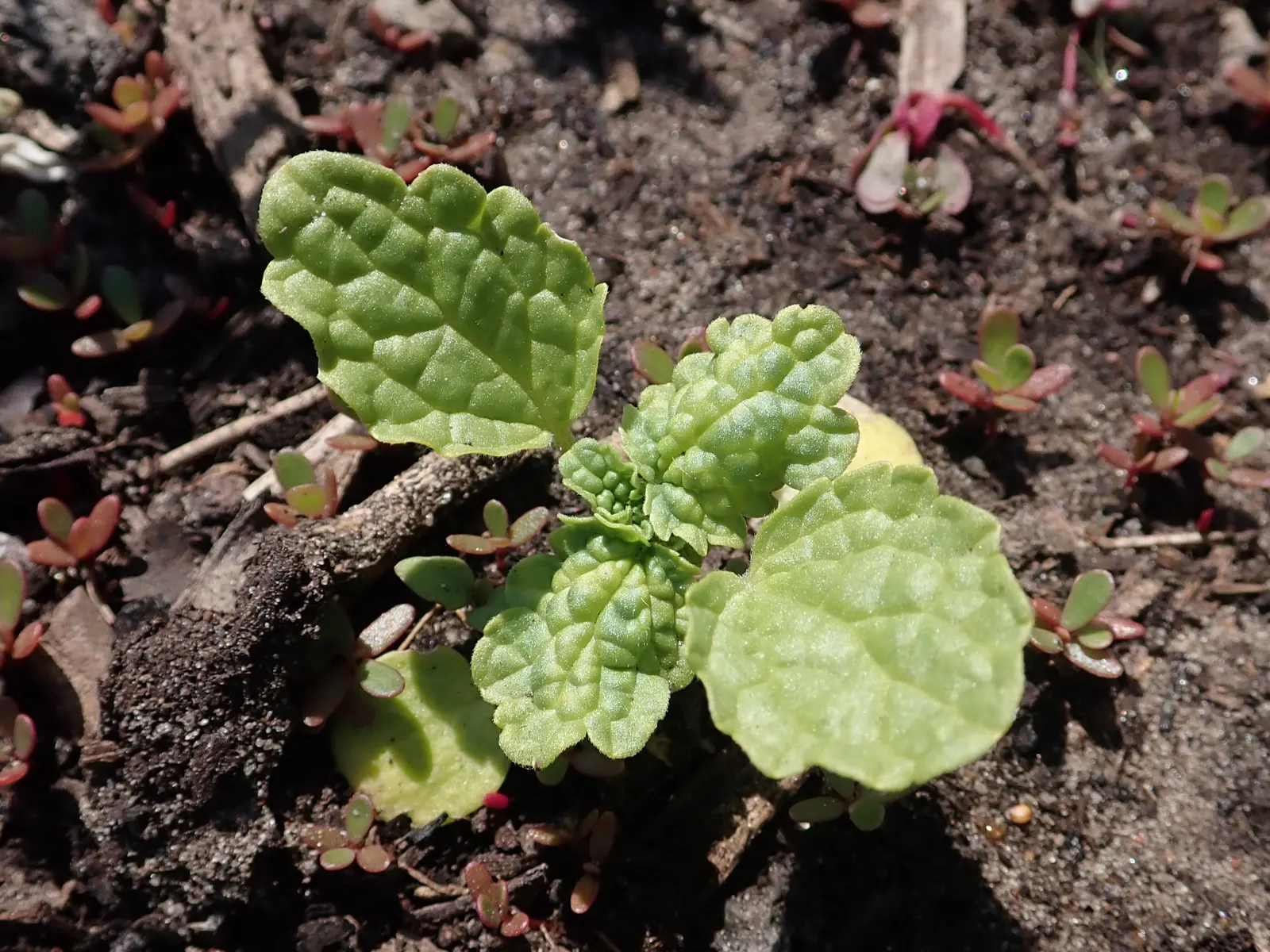 Bells-Of-Ireland, Shell Flower (Moluccella Laevis) — The blooms provide long-lasting appeal from midsummer to early fall; which will accentuate the, image 59