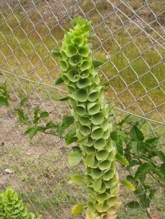Bells-Of-Ireland, Shell Flower (Moluccella Laevis) — these plants offer a unique texture and color to garden designs