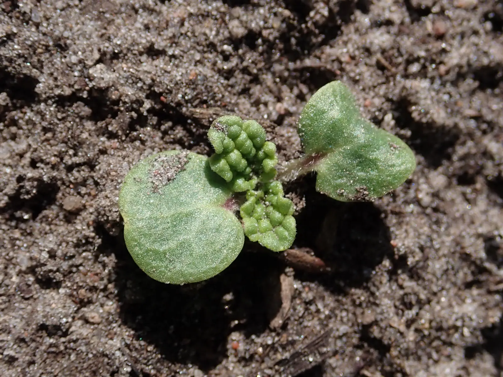Bells-Of-Ireland, Shell Flower (Moluccella Laevis) — Bells-of-Ireland prefers full sun to light shade and flourishes in well-draining; planting in early spring
