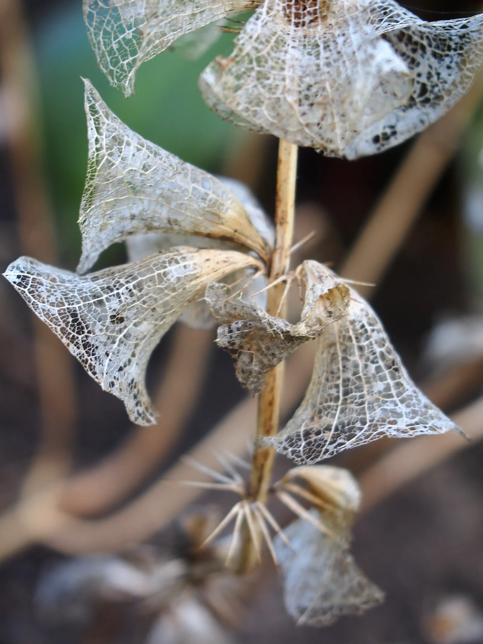 Bells-Of-Ireland, Shell Flower (Moluccella Laevis) — are striking biennials prized for their tall; this plant is highly regarded for its tall, image 54