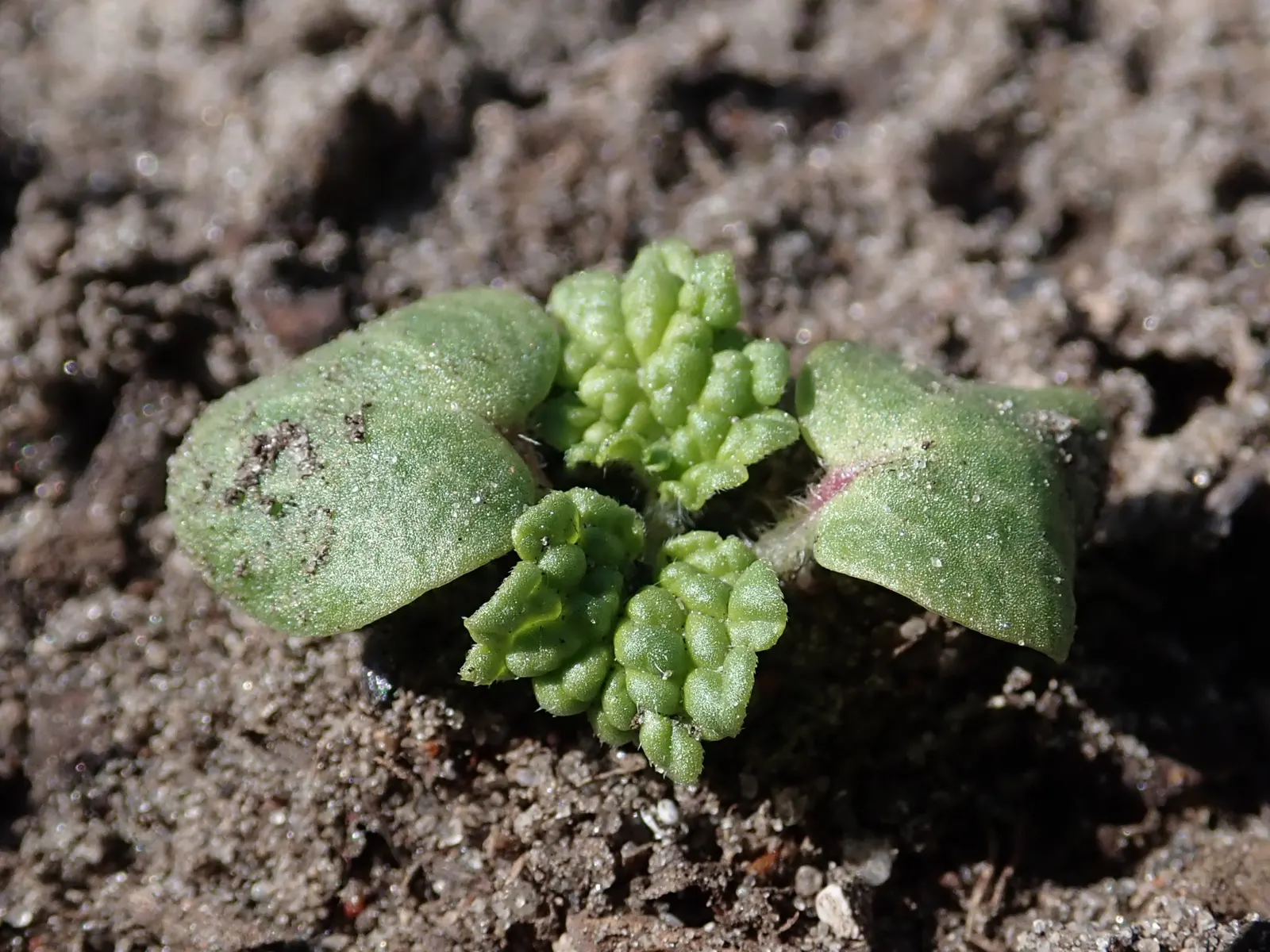 Bells-Of-Ireland, Shell Flower (Moluccella Laevis) — spire-like stalks that can reach a height of up to 3 feet; when incorporating Bells-of-Ireland, image 55