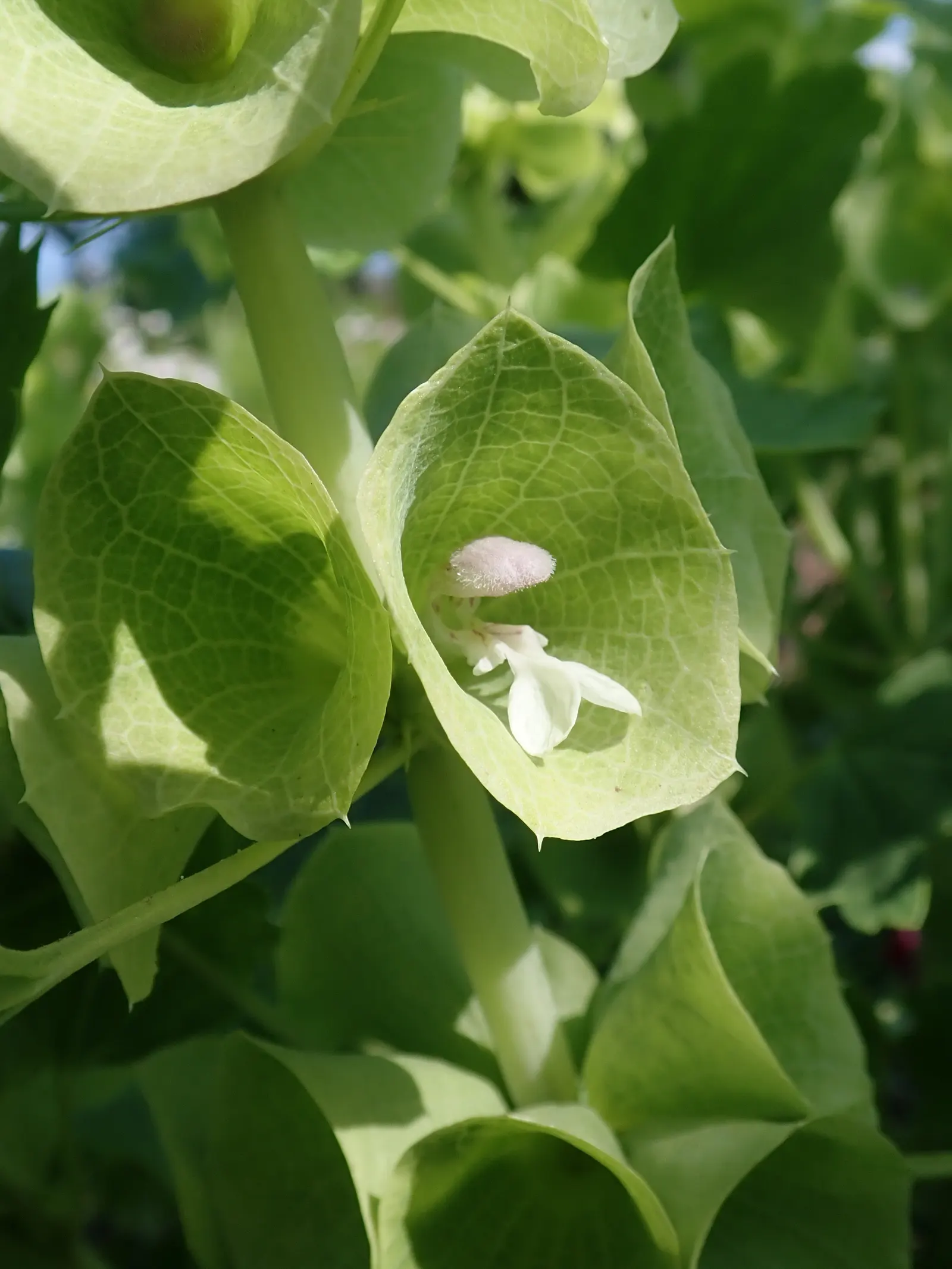 Bells-Of-Ireland, Shell Flower (Moluccella Laevis) — this plant is highly regarded for its tall; providing an additional ecological benefit