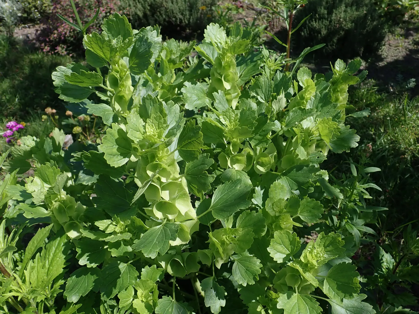 Bells-Of-Ireland, Shell Flower (Moluccella Laevis) — When incorporating Bells-of-Ireland into a landscape design