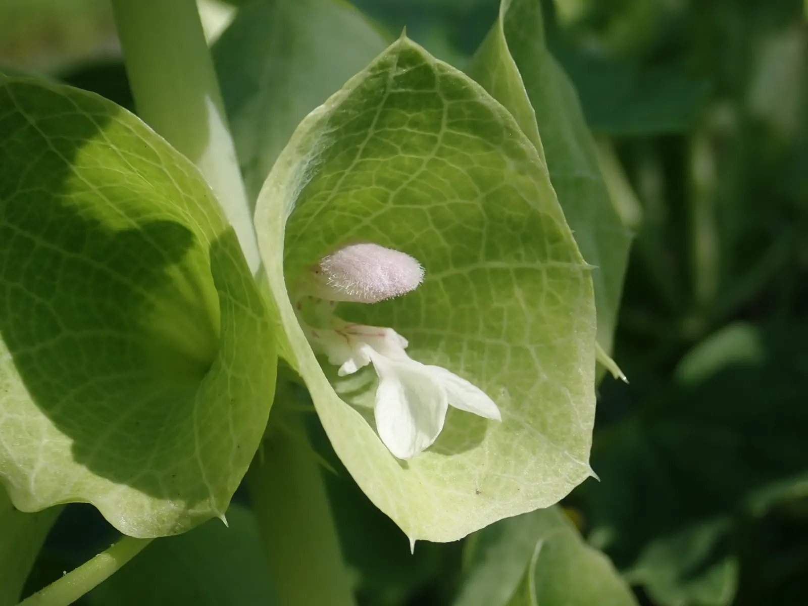 Bells-Of-Ireland, Shell Flower (Moluccella Laevis) — these plants offer a unique texture and color to garden designs; preferring full sun to, image 57