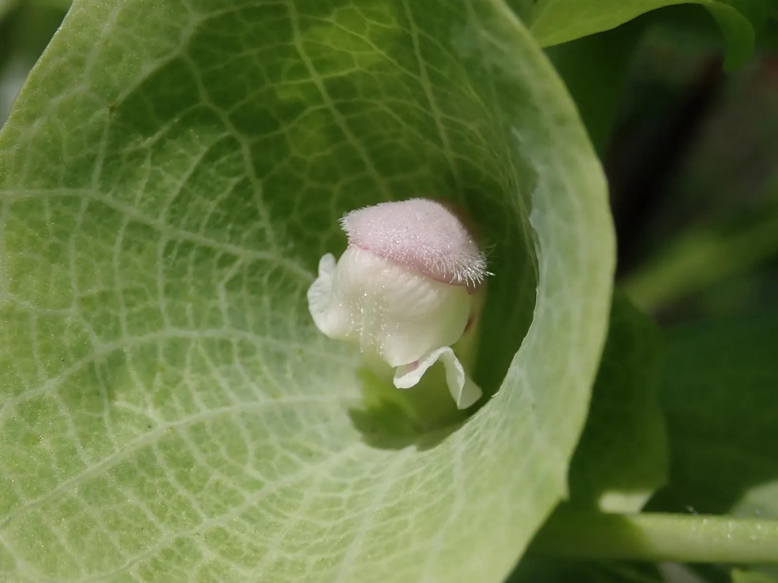 Bells-Of-Ireland, Shell Flower (Moluccella Laevis) — spire-like stalks that can reach a height of up to 3 feet