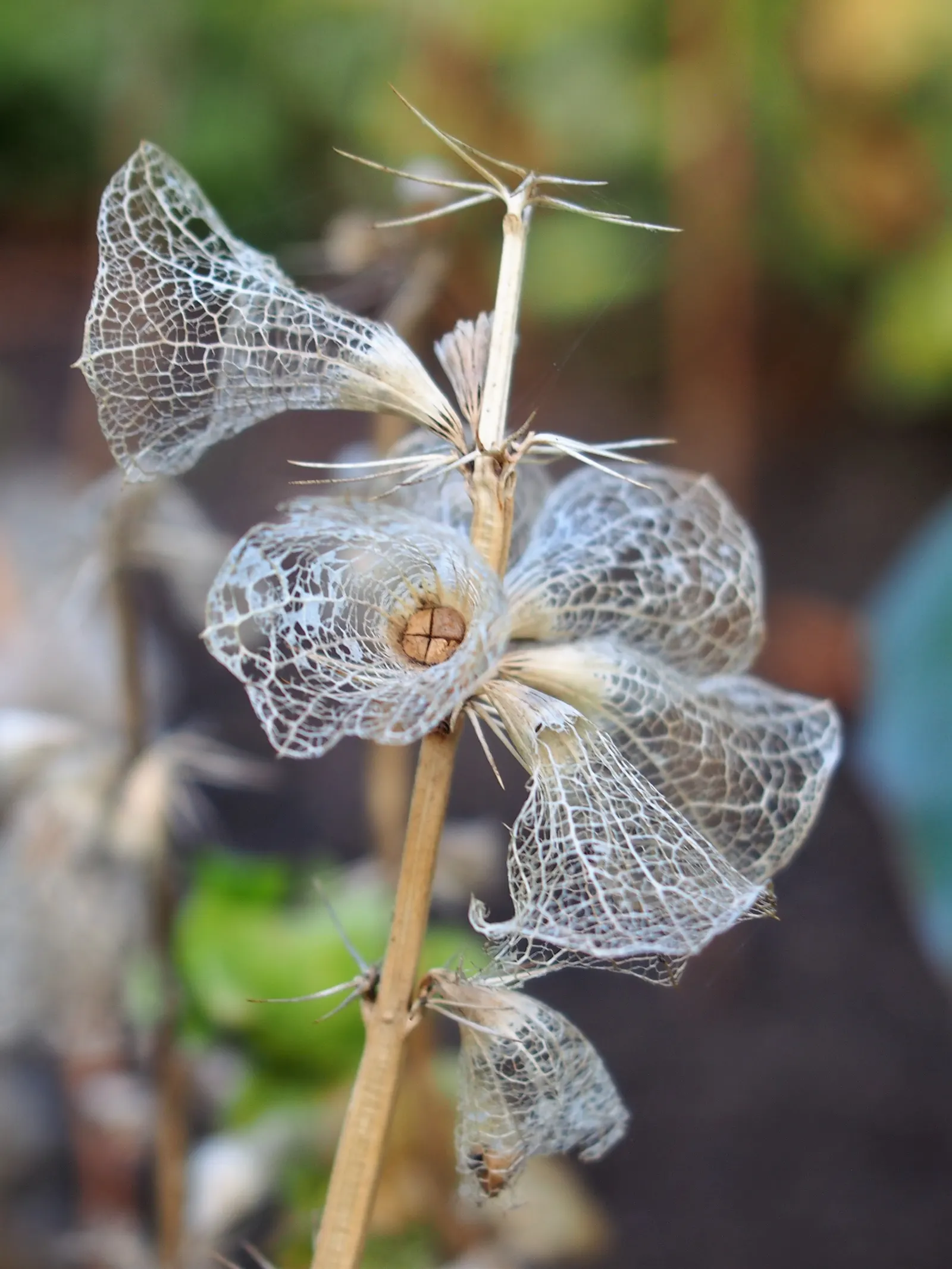 Bells-Of-Ireland, Shell Flower (Moluccella Laevis) — Bells-of-Ireland prefers full sun to light shade and flourishes in well-draining
