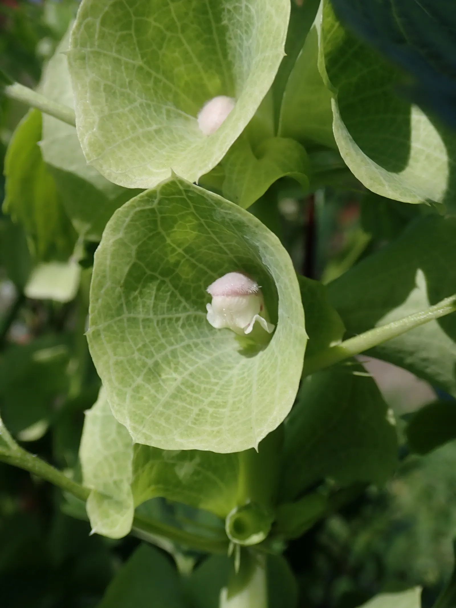 Bells-Of-Ireland, Shell Flower (Moluccella Laevis) — providing an additional ecological benefit; they can also attract bees and other beneficial pollinators to