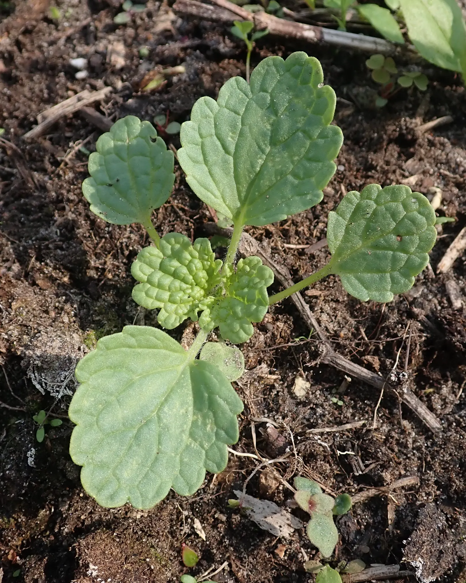 Bells-Of-Ireland, Shell Flower (Moluccella Laevis) — are striking biennials prized for their tall