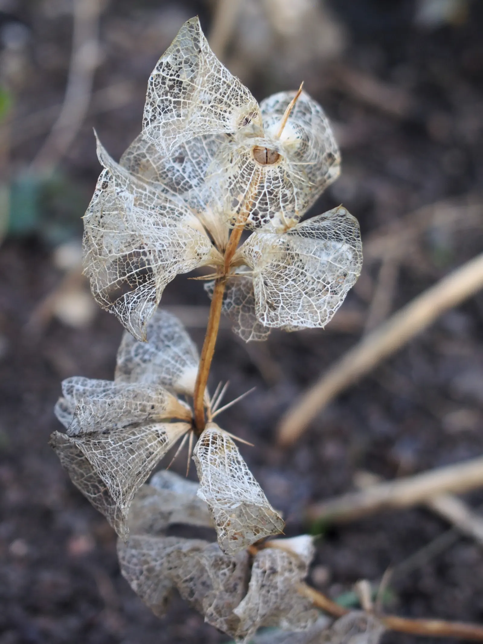 Bells-Of-Ireland, Shell Flower (Moluccella Laevis) — spiky stalks adorned with bell-shaped calyces of a vibrant green hue; spire-like stalks that can reach a