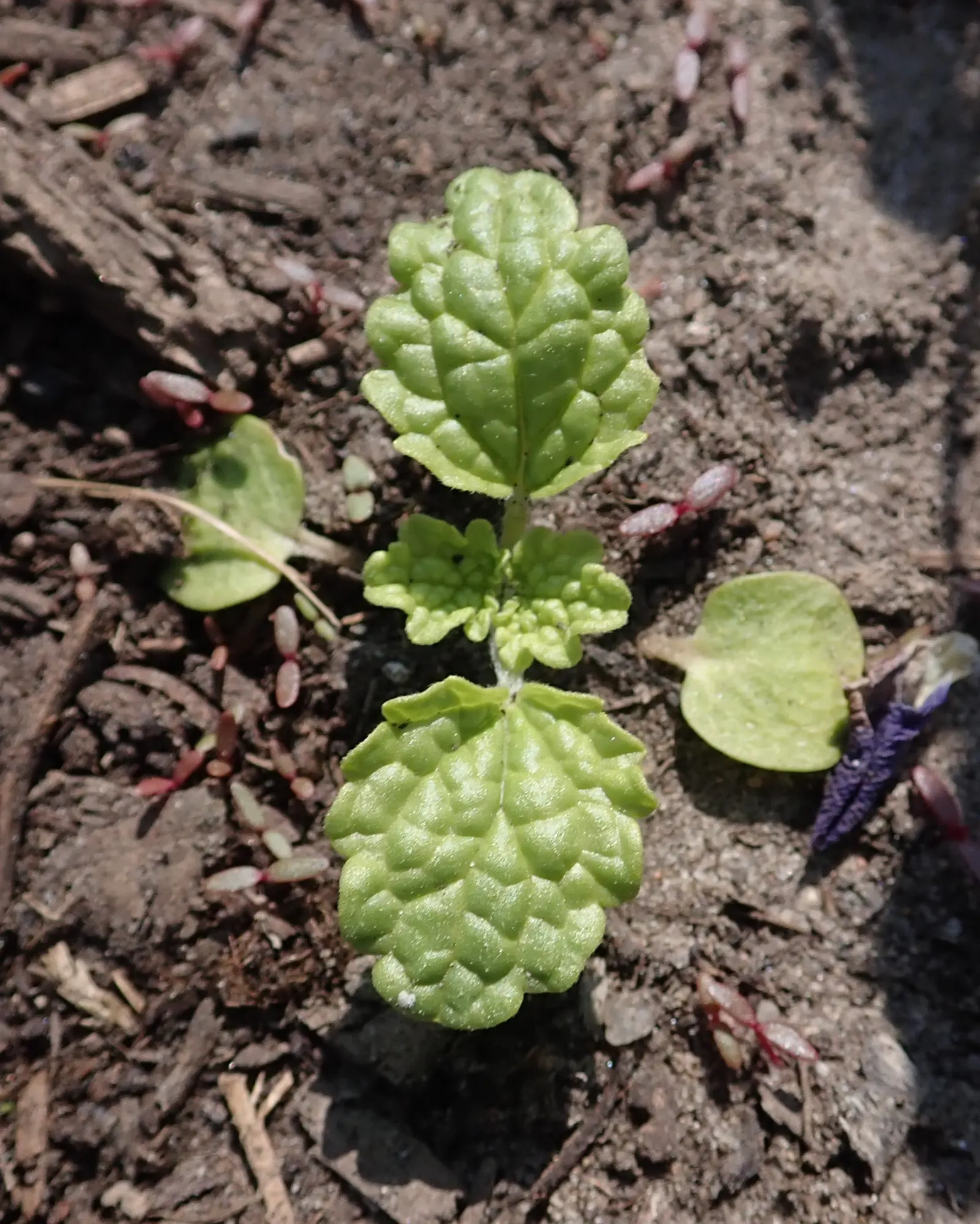 Bells-Of-Ireland, Shell Flower (Moluccella Laevis) — these plants offer a unique texture and color to garden designs; preferring full sun to partial shade