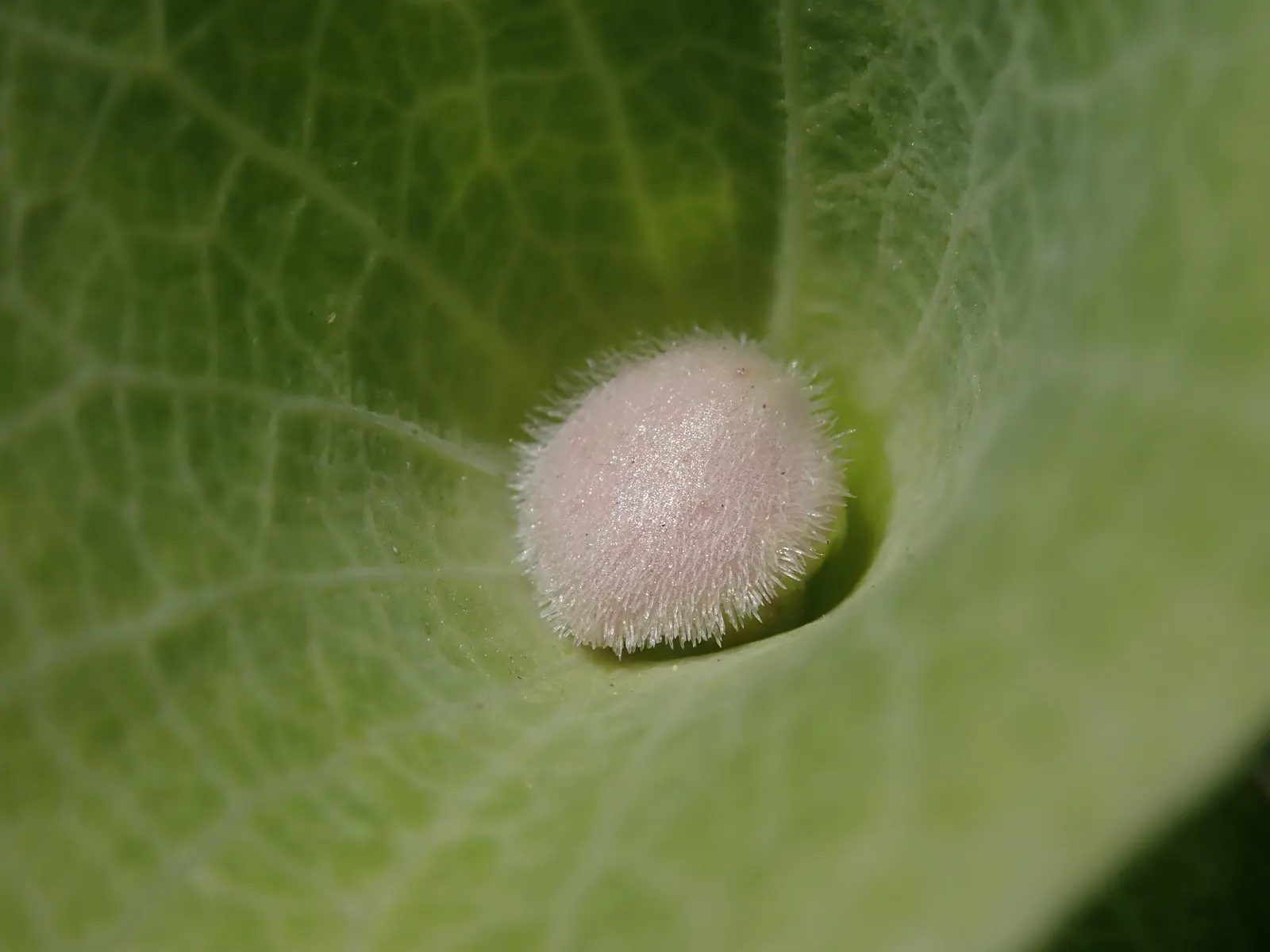 Bells-Of-Ireland, Shell Flower (Moluccella Laevis) — which will accentuate the lush green of their foliage and calyces