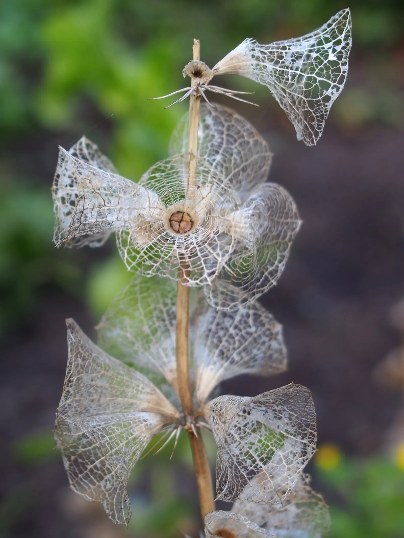 Bells-Of-Ireland, Shell Flower (Moluccella Laevis) — providing an additional ecological benefit