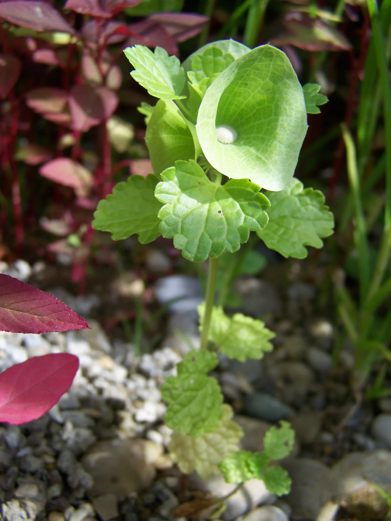 Bells-Of-Ireland, Shell Flower (Moluccella Laevis) — fertile soil with a neutral to slightly alkaline pH