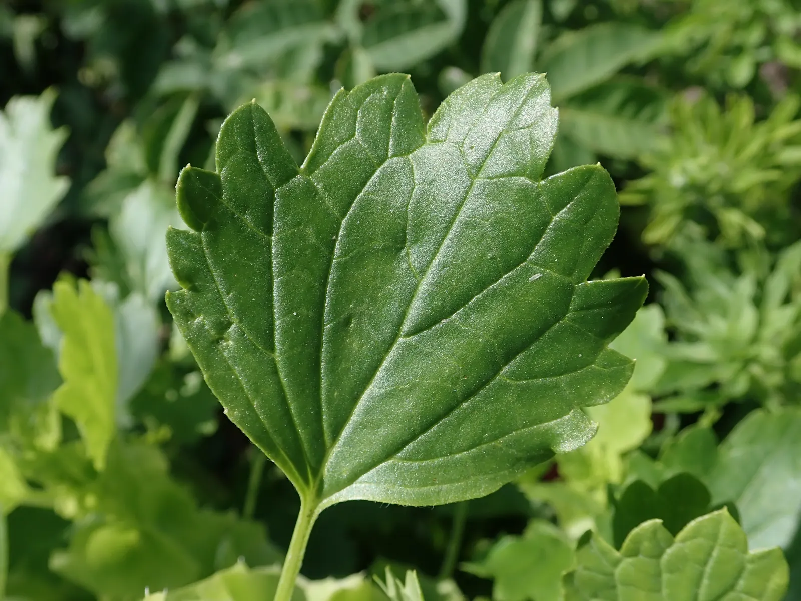 Bells-Of-Ireland, Shell Flower (Moluccella Laevis) — annual for full