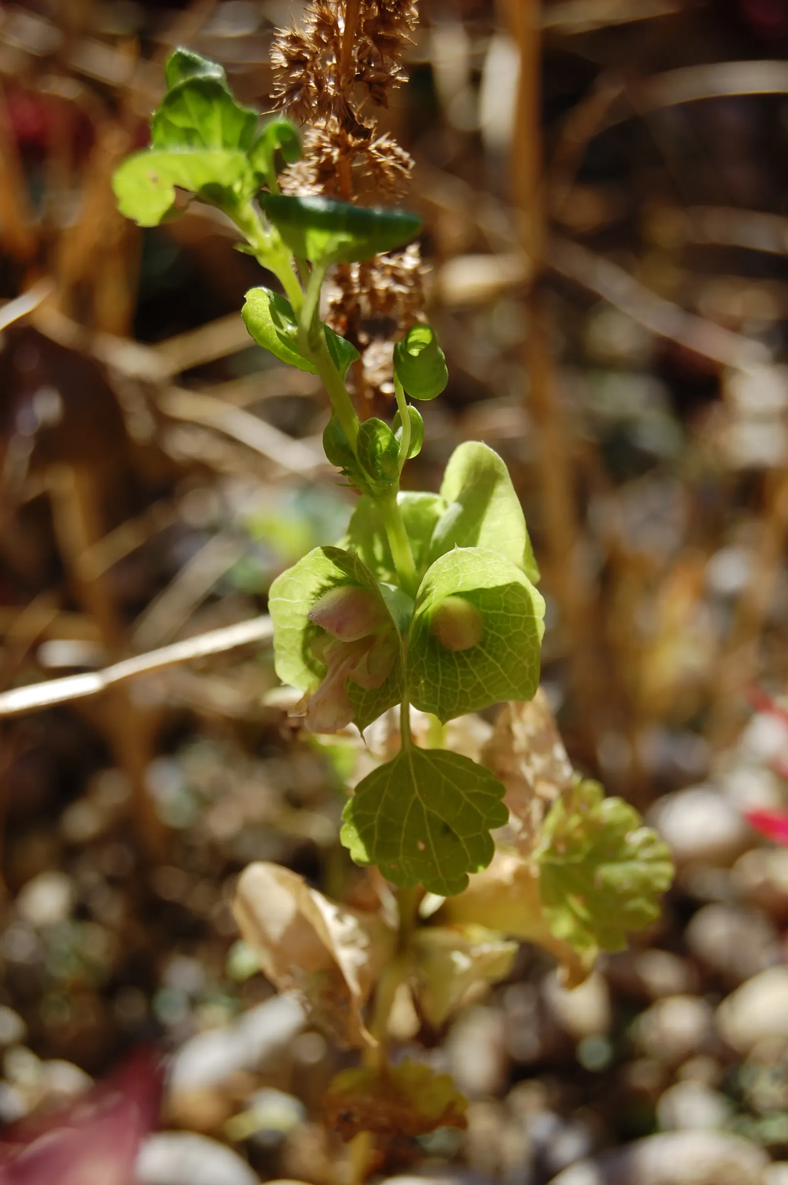 Bells-Of-Ireland, Shell Flower (Moluccella Laevis) — fertile soil with a neutral to slightly alkaline pH; green flowers in the garden
