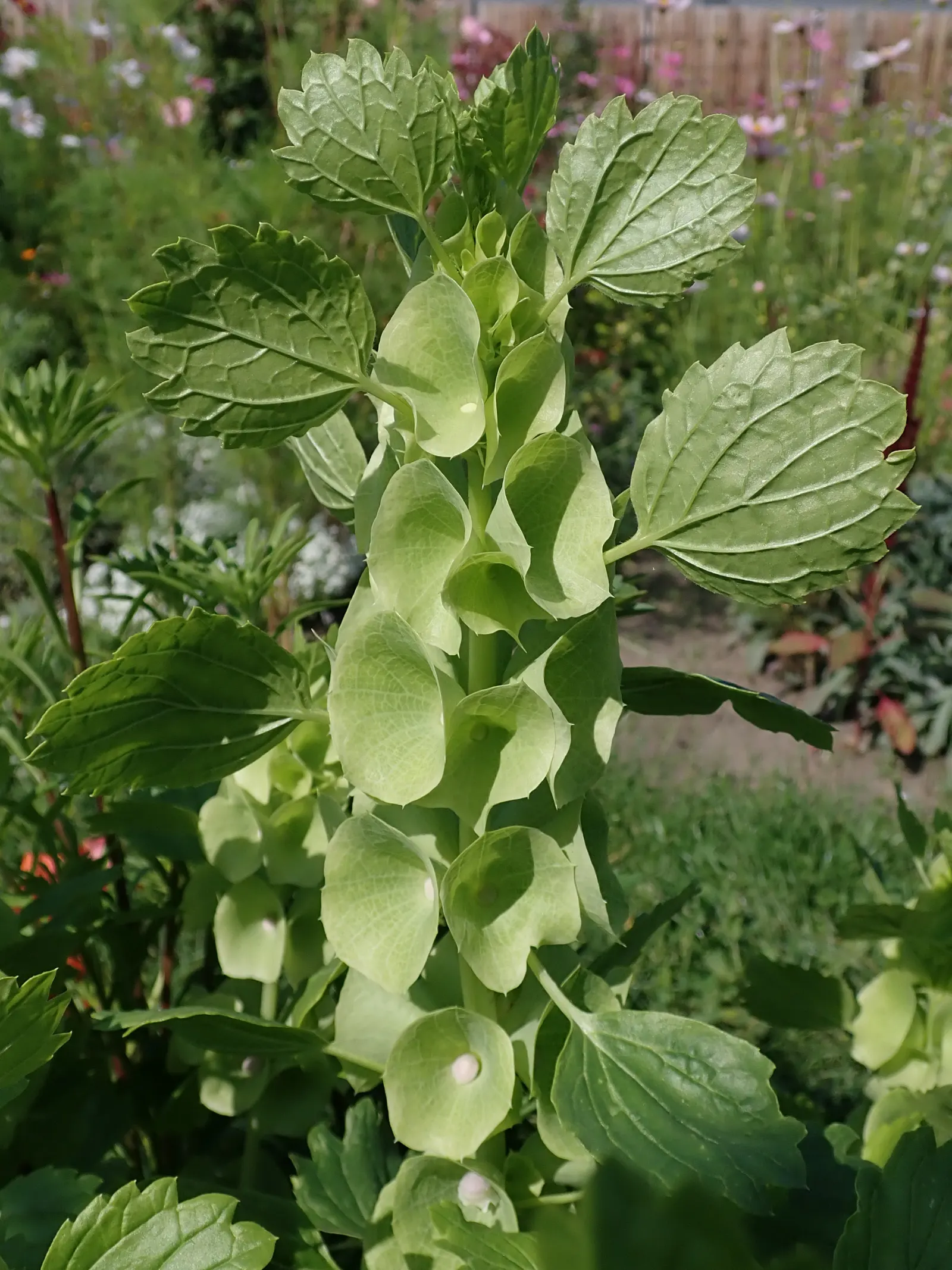 Bells-Of-Ireland, Shell Flower (Moluccella Laevis) — annual with green blooms