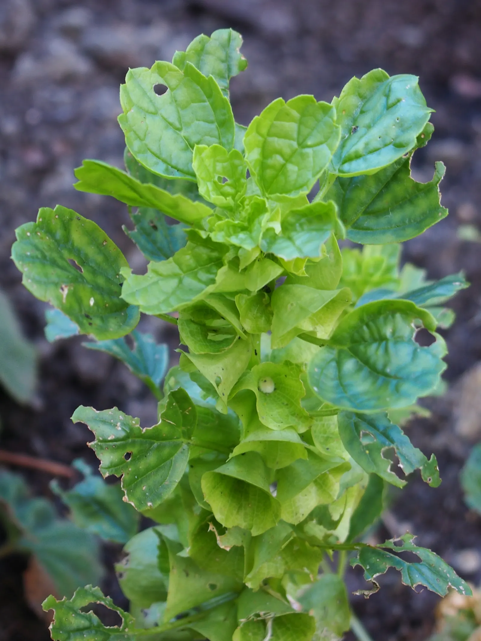 Bells-Of-Ireland, Shell Flower (Moluccella Laevis) — spiky stalks adorned with bell-shaped calyces of a vibrant green hue