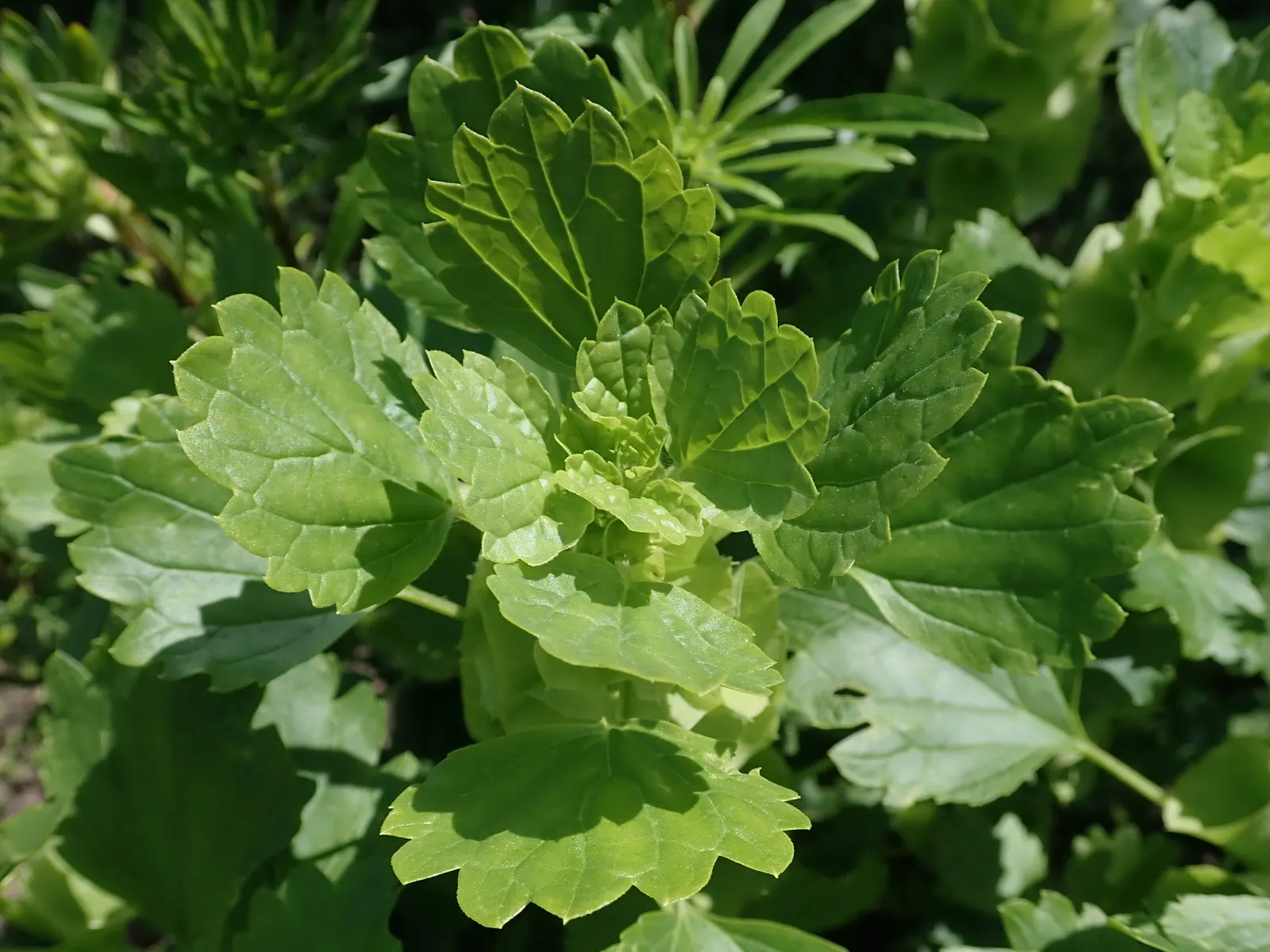 Bells-Of-Ireland, Shell Flower (Moluccella Laevis) — or Shell Flower (Moluccella laevis); adorned with whorls of apple-green, image 53