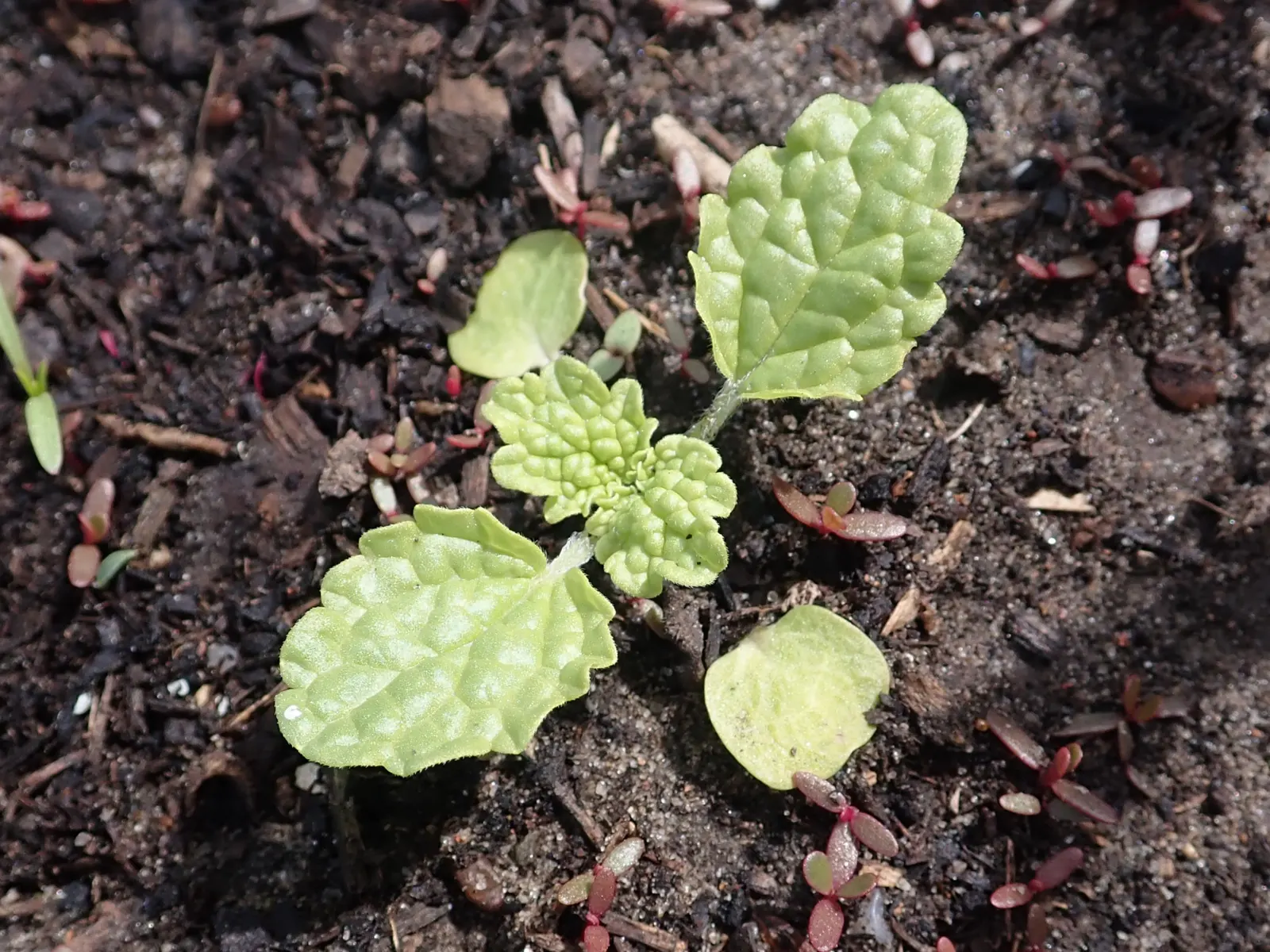 Bells-Of-Ireland, Shell Flower (Moluccella Laevis) — is a striking annual that bestows a unique; commonly known as Bells-of-Ireland or Shell Flower